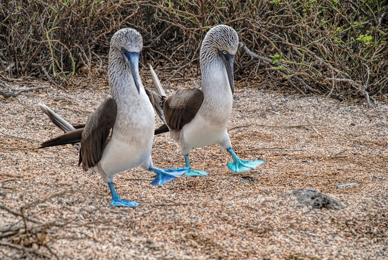 A Galapagos Blue-footed Booby pair in a mating dance