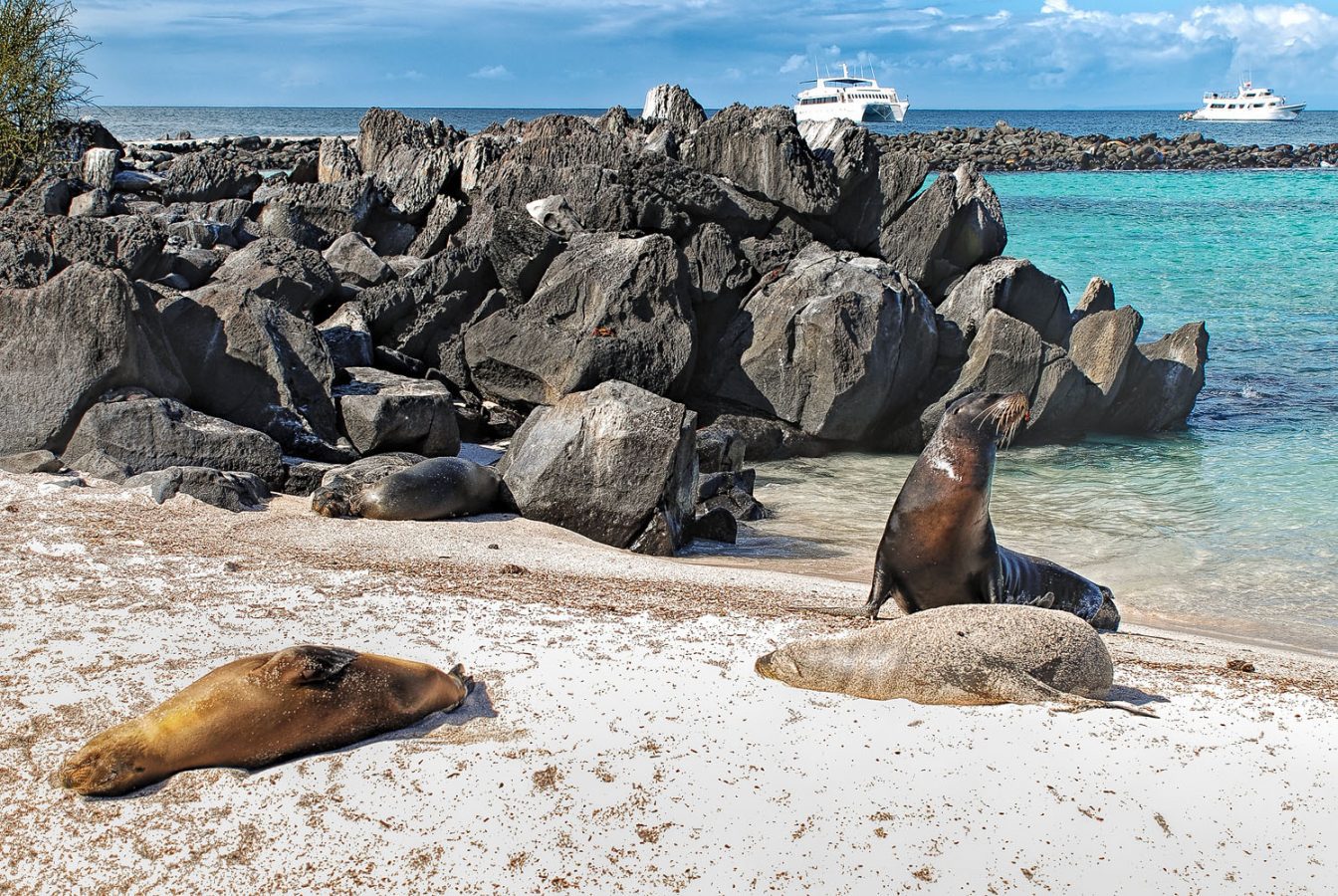 Photography of a beach with sea lions at Galapagos Española island