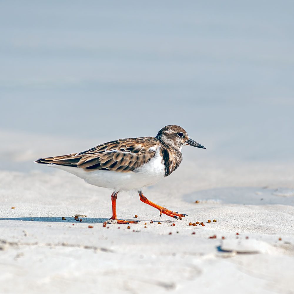 Black turnstone bird racing away from incoming waves on the Santa Cruz island beach in Galapagos.