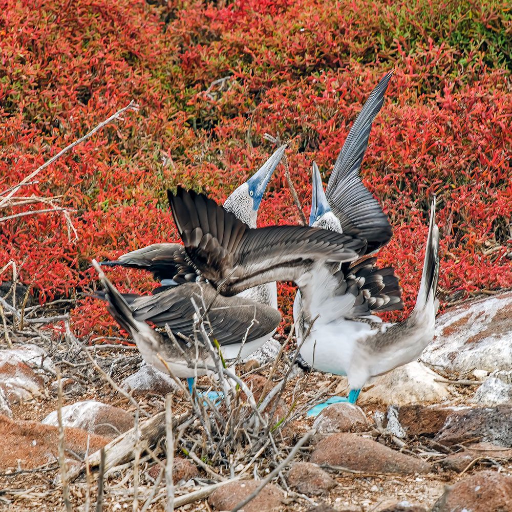 A pair of Galapagos Blue-footed Boobies in courtship