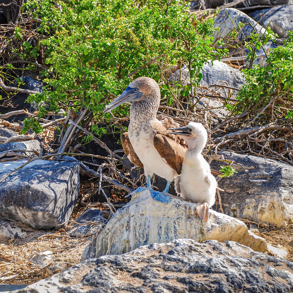 Galapagos Blue-footed Booby hen and her chick