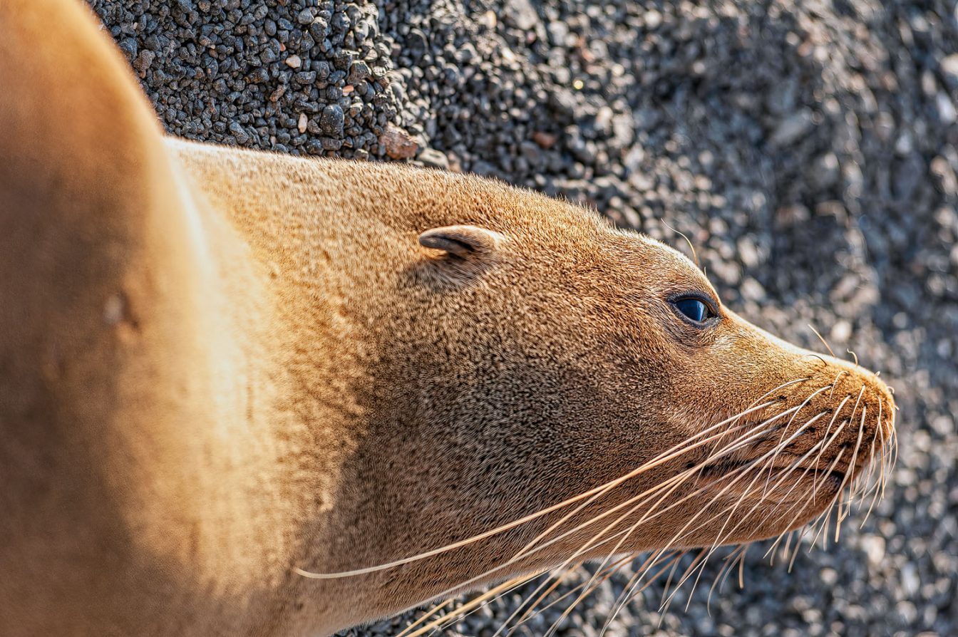Picture of a Galápagos Fur Sea lion resting in the sun