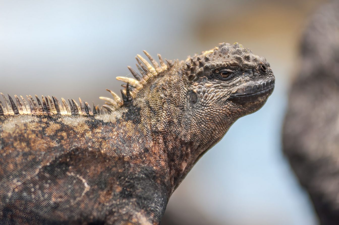 Photography close shot of a Galapagos Marine Iguana