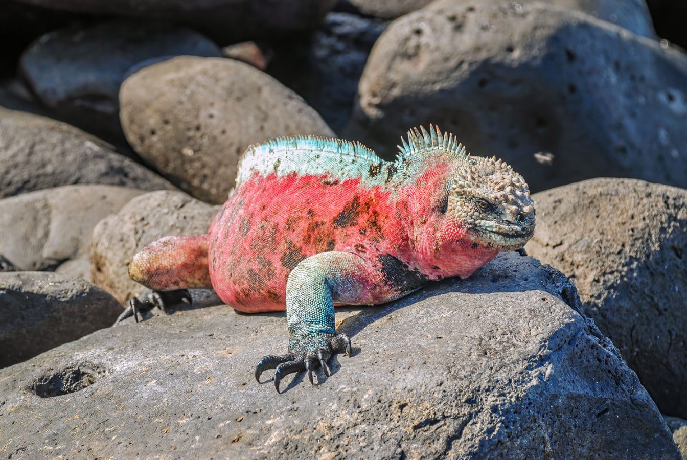 Photo of a Galapagos Marine Iguana during mating season