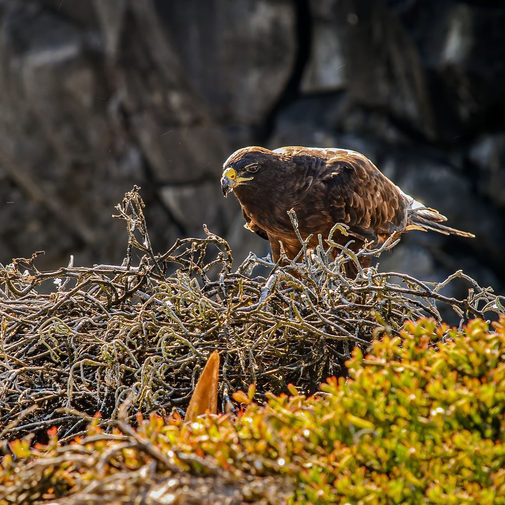 Close-up picture of a Galapagos hawk at nest
