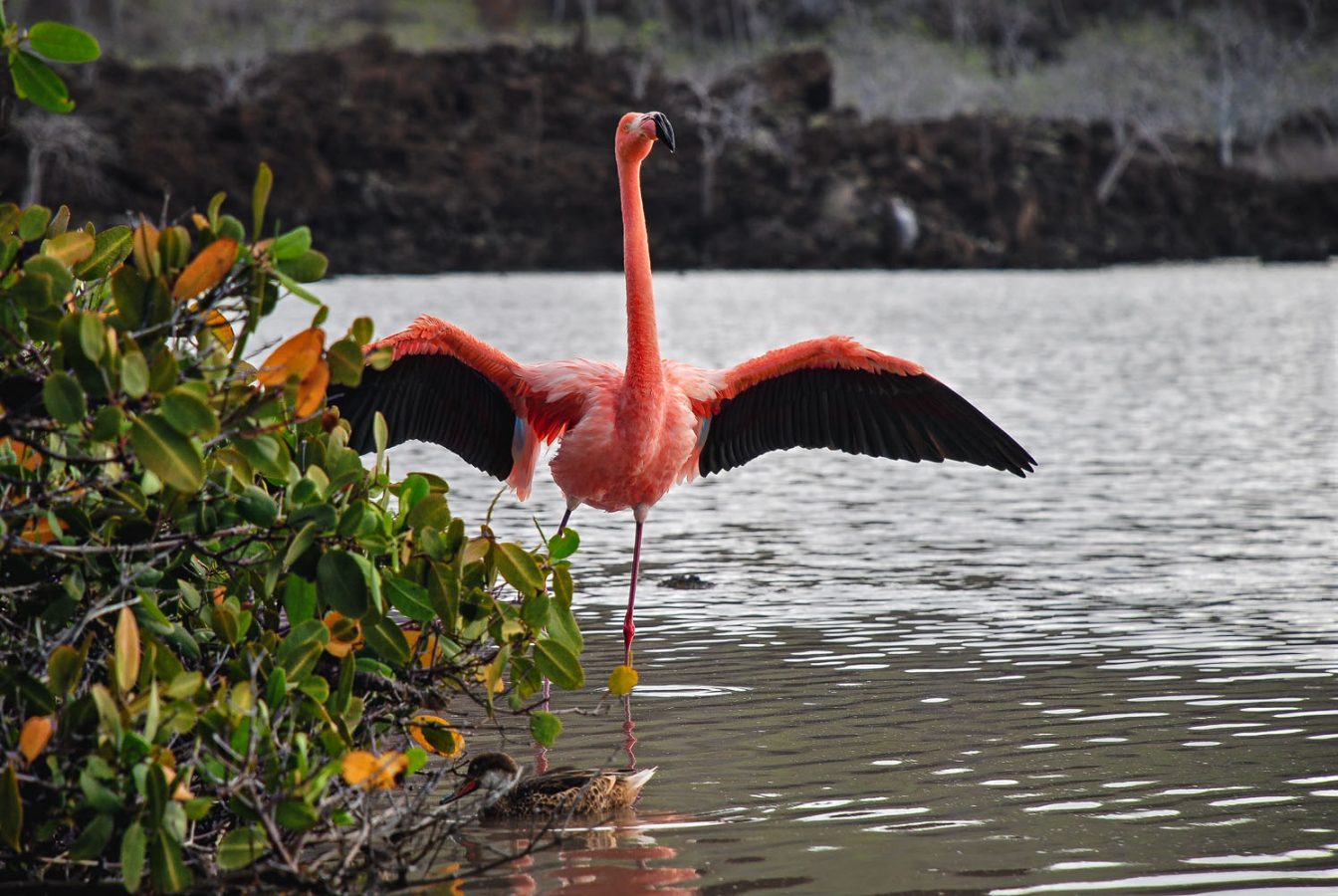 Photography of a Greater Flamingo with open wings
