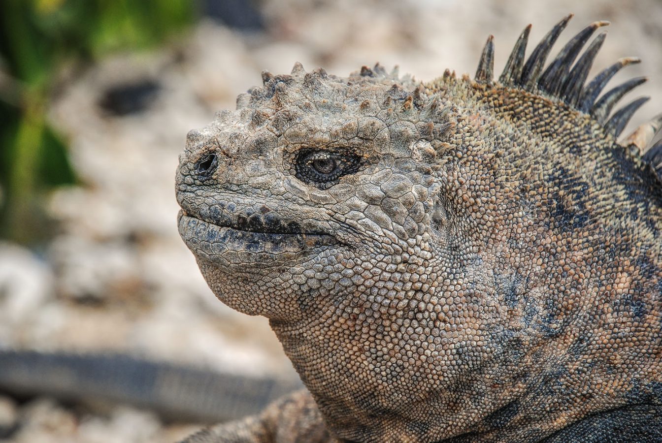Photo head shot of a Galapagos Marine Iguana