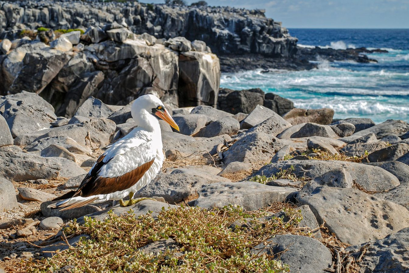 Photo of a Nazca Booby sitting on the rocks of Española island