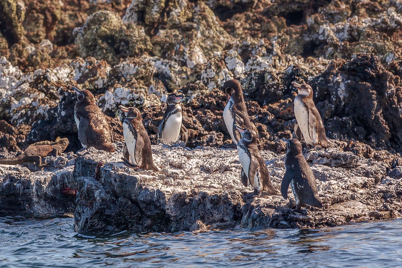 Group of Galapagos pengouins on the west coast of Isabela Island