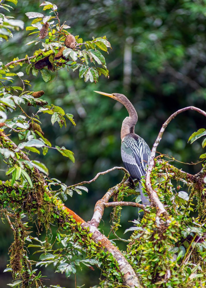 Photography of an Anhinga sometimes called snakebird in the rainforest of the Cuyabeno national park