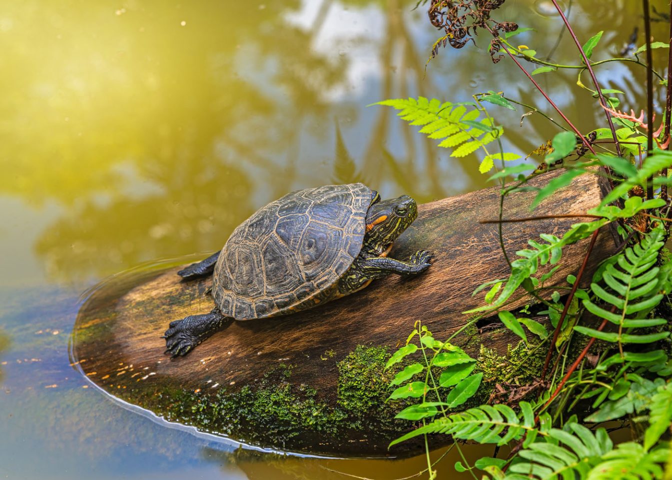 Photo of a terrapin Arrau turtle resting and sunbathing on a log in the Amazon rainforest