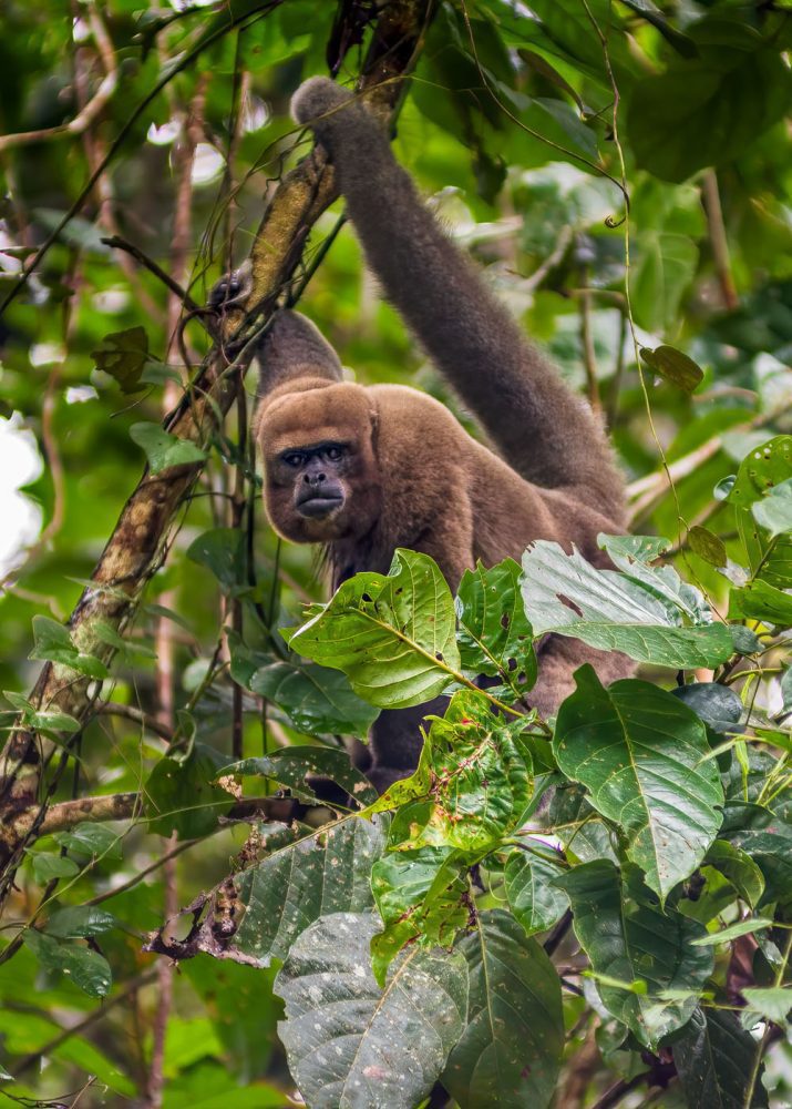 Photography of a Brown Woolly Monkey also known as Humboldt's woolly monkey (Lagothrix lagotricha) looking straight into camera and hanging with his tail from a tree in the Amazon rainforest