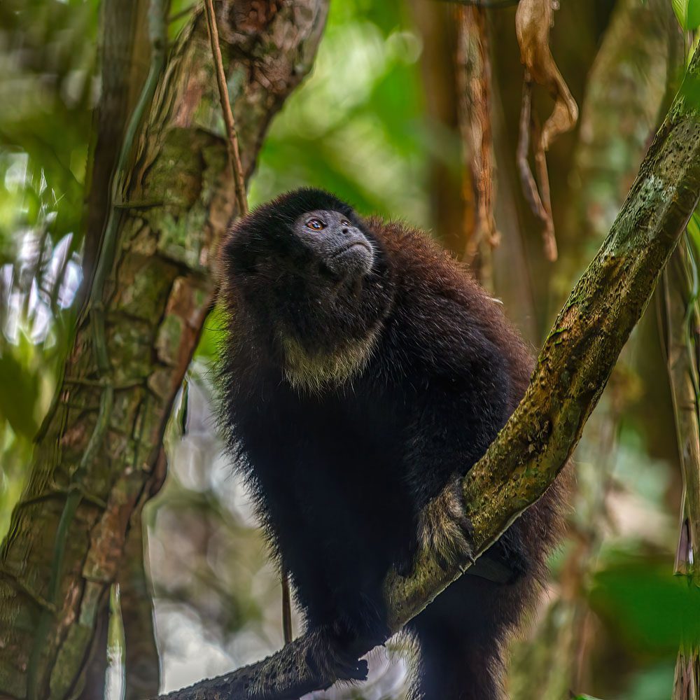 Close up photography of an Ecuadorian mantled howler monkey