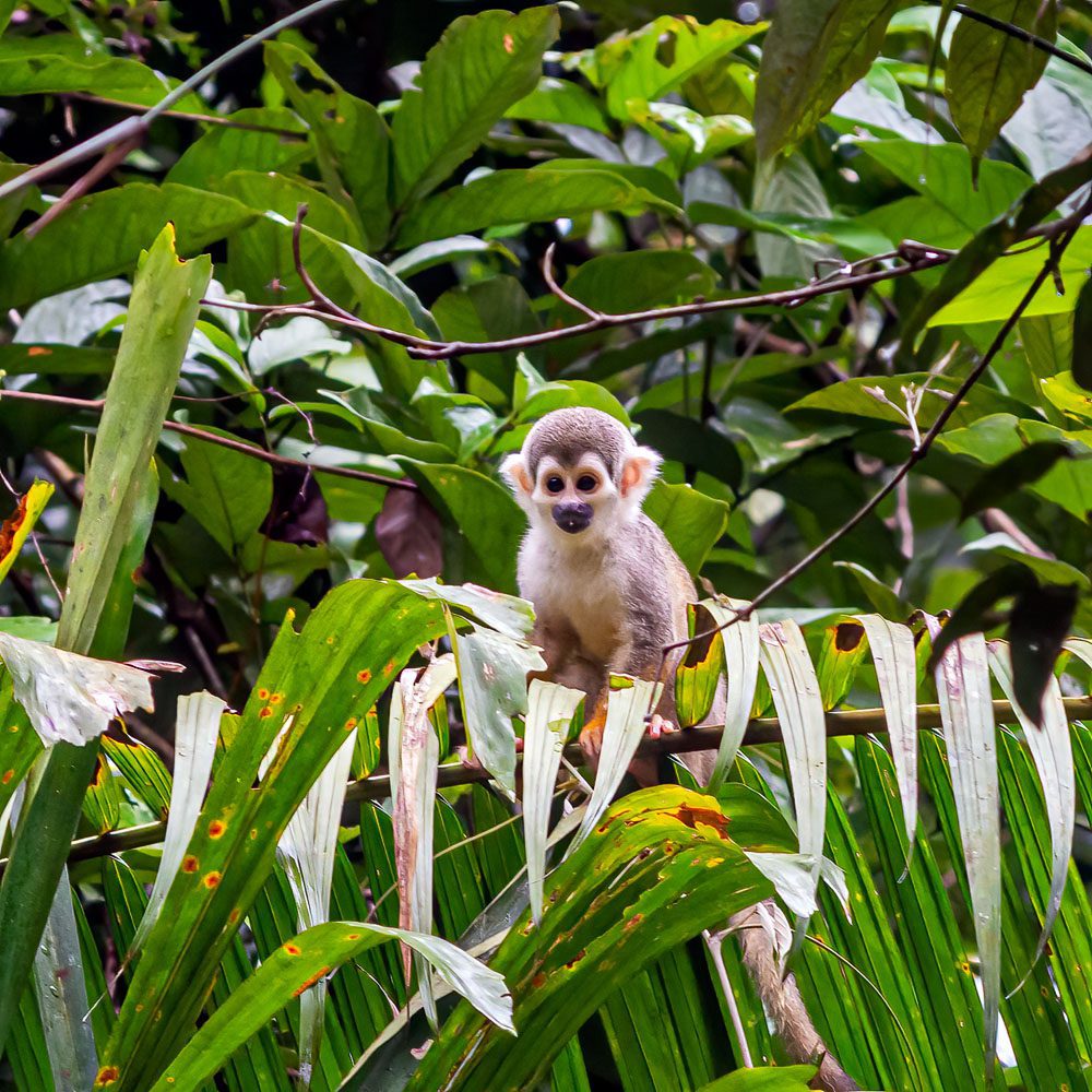Close up photography of an Ecuadorian squirrel monkey in the Cuyabeno rainforest looking straight into camera