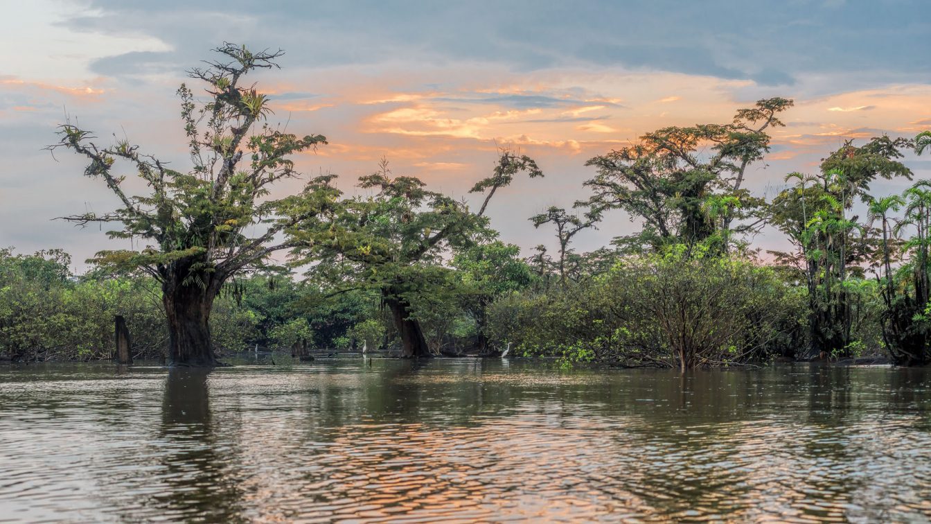 Photography in the swamps of Lake Cuyabeno. Macrolobium acaciifolium trees and Cocoi herons (Ardea cocoi) with beautiful sunset colors in the sky