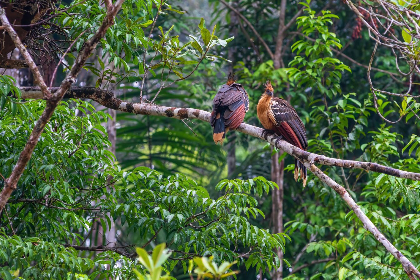 Picture of a pair of Hoatzin birds (Stinkbird) siting on a tree branch in the Cuyabeno rainforest