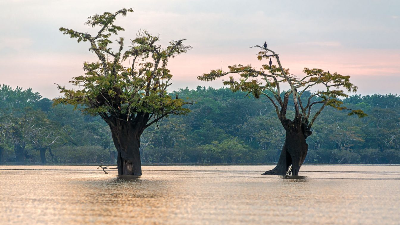 Picture of two Macrolobium acaciifolium trees in the swamps of the Cuyabeno laguna grande with cormorans perching on them during golden hour