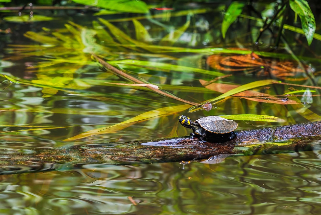 Picture of a Yellow-spotted Amazon River Turtle (Podocnemis unifilis) resting on a log in an Amazon river