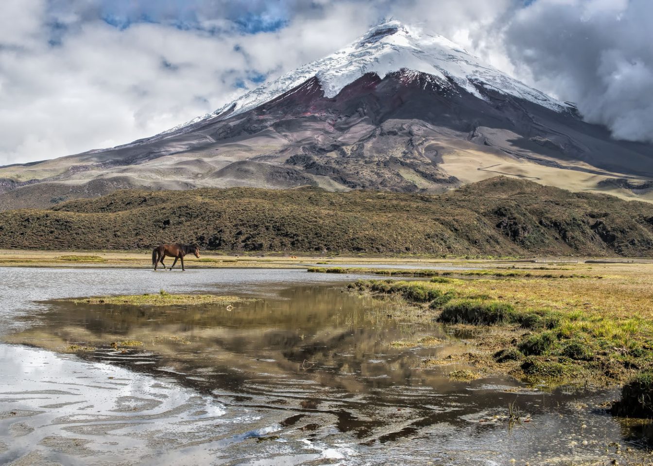 Beautiful mountain scene of a wild horse crossing the Limpiopungo lagoon at the foot of the Cotopaxi volcano.