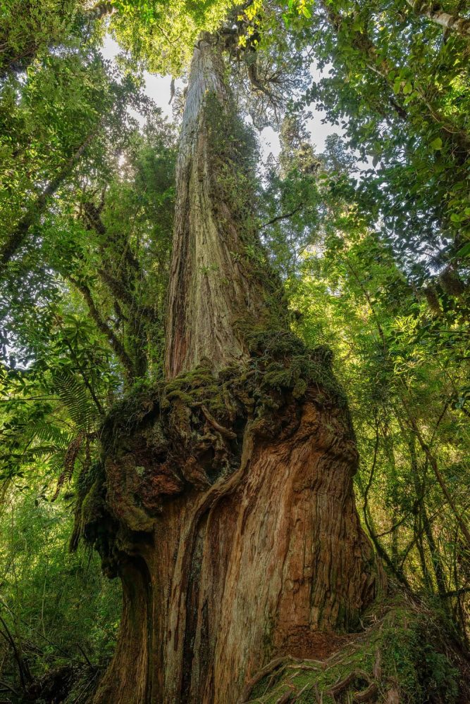 Low angle view photography of the famous patagonain tall and majestic Alerce Fitzroya tree