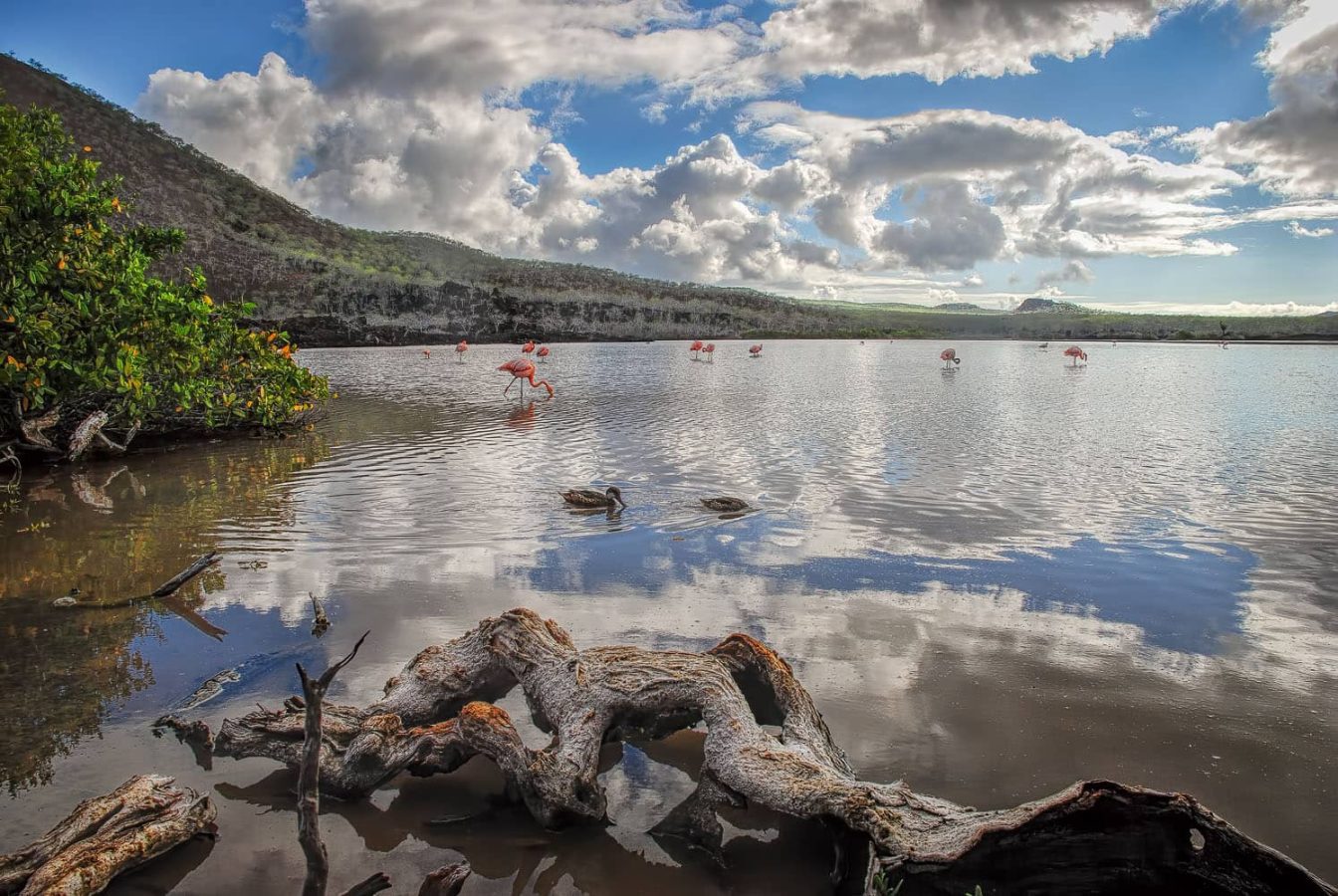 Landscape picture of the Flamingo lagoon at Floreana island - Galapagos