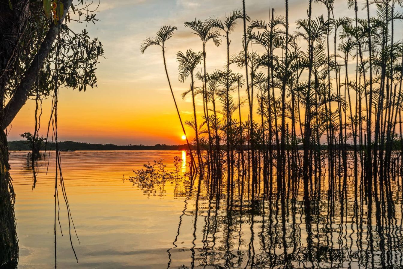 Photography of an orange sunset sky and water reflections on palm trees and water tress at sundown in the flooded forest of the Laguna grande in the Amazonian Cuyabeno wildlive reserve - Ecuador