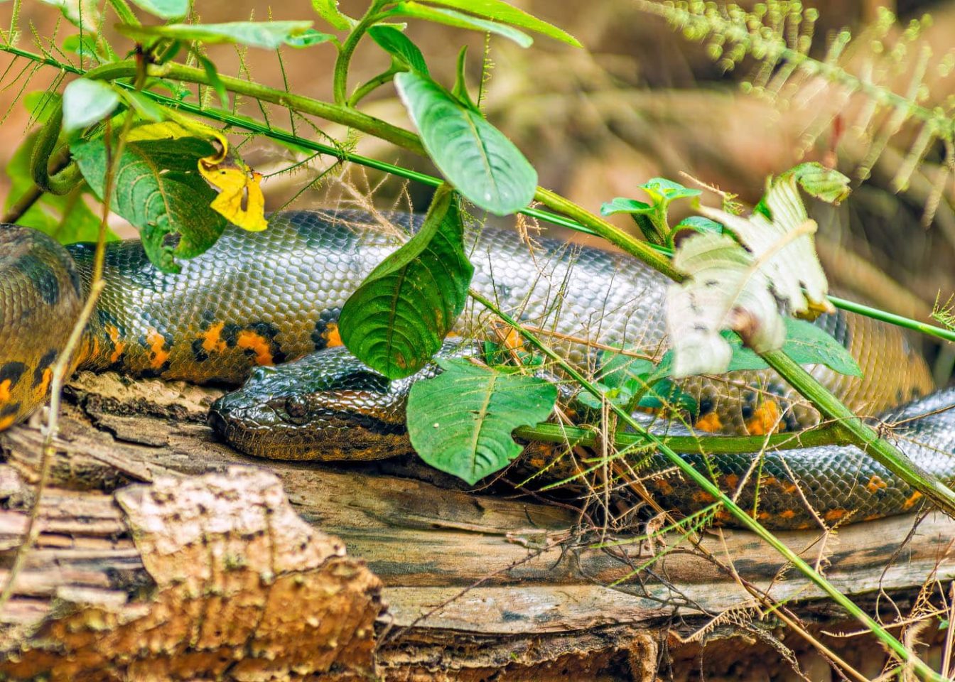 Close up photography of a green Anaconda Snake (Eunectes murinus) leaning in the trees in the Cuyabeno Amazon national park