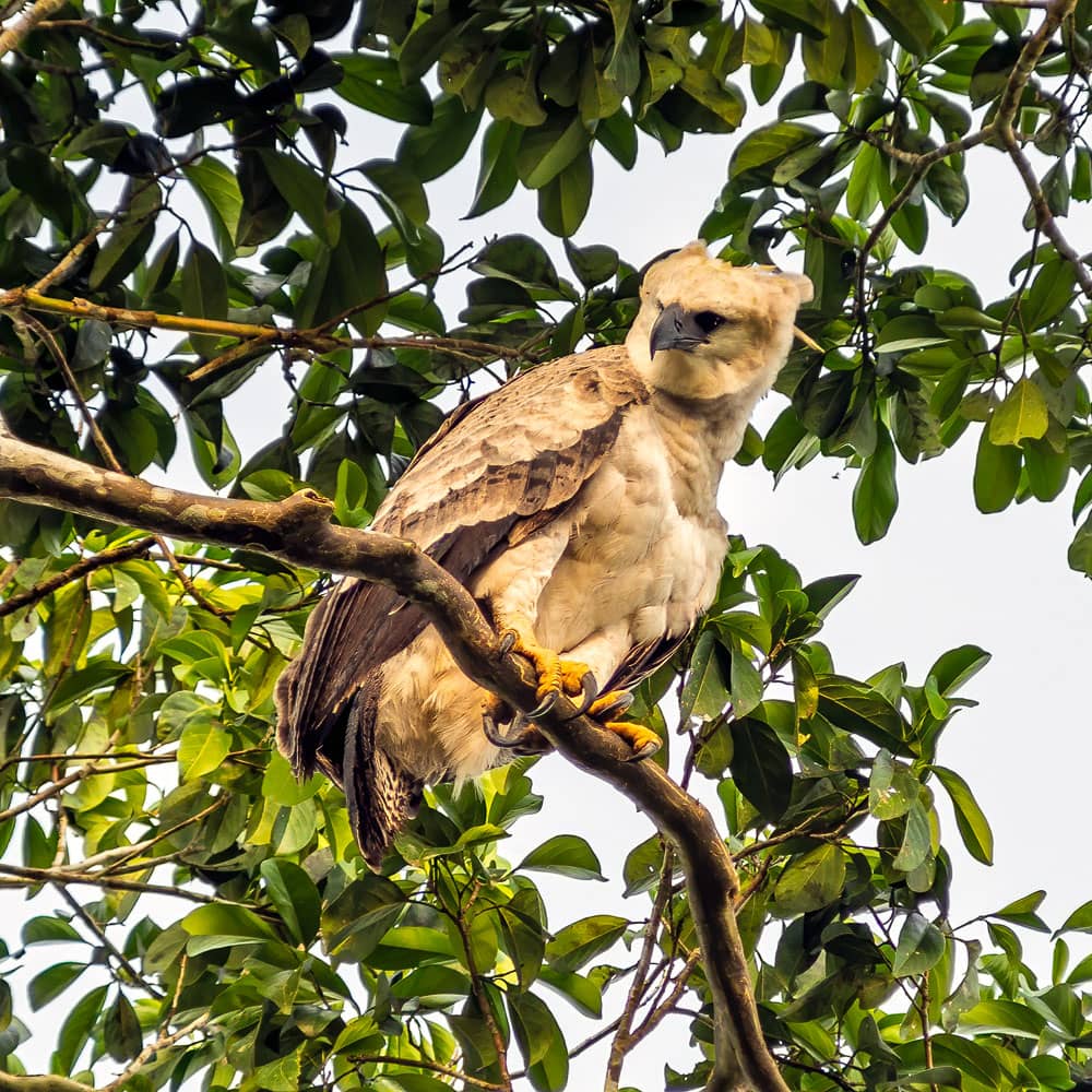 Zoom photography of an Harpy Eagle (Harpia harpyja) juvenile with impressive talons perched on a tree branch in the Cuyabeno amazon reserve - Ecuador