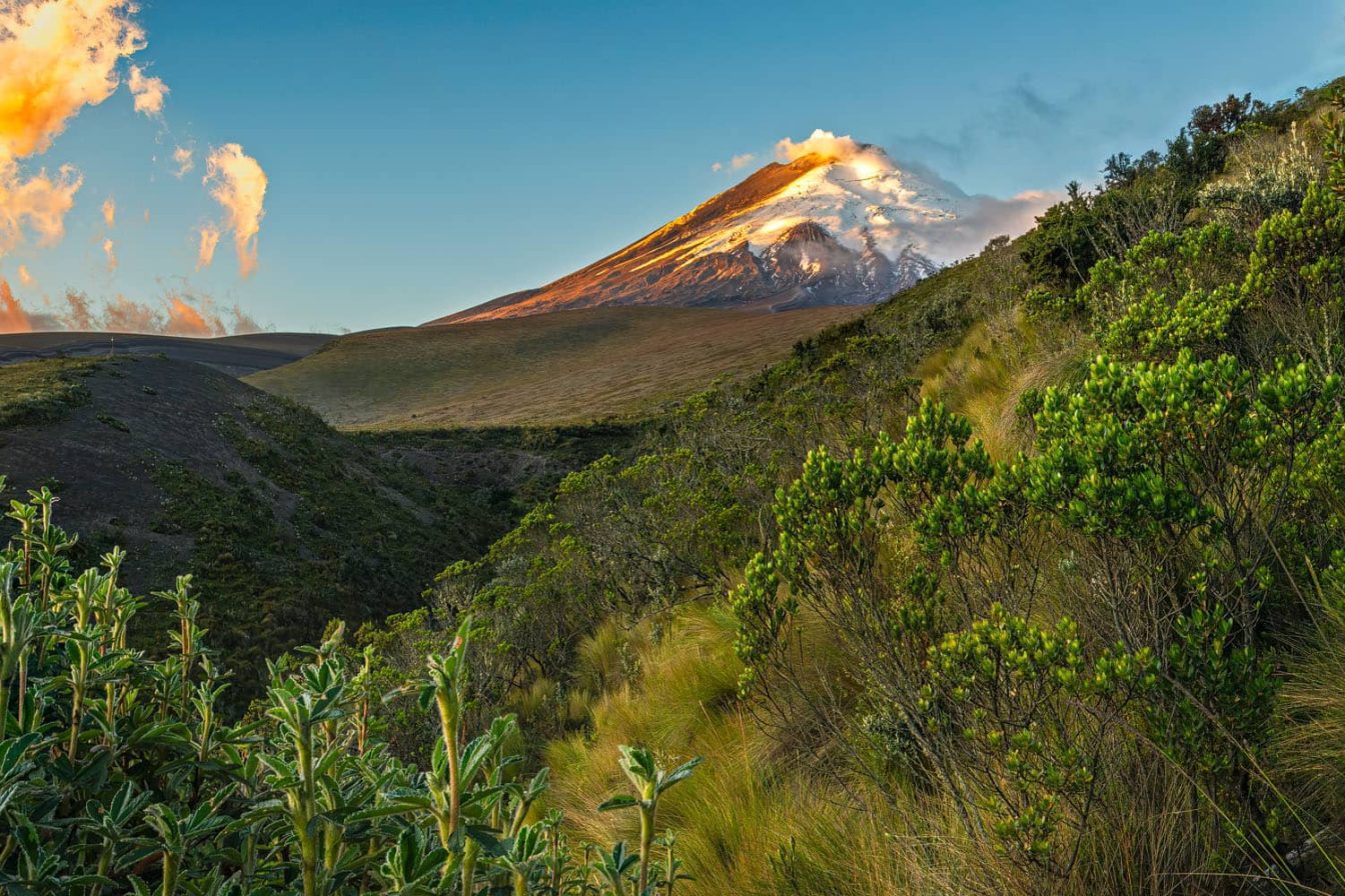 Panoramic mountain photograph of the Cotopaxi south face framed by a wild paramo ecosystem.